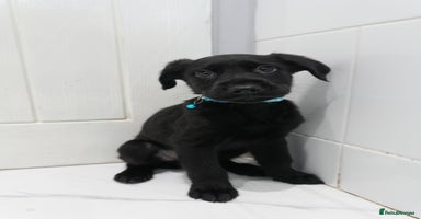Mixed Breed dogs - Advert 12