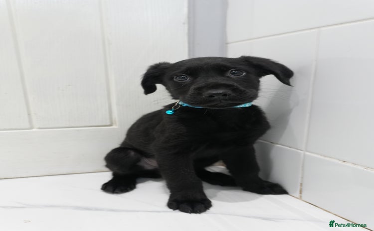 Mixed Breed dogs - Advert 2