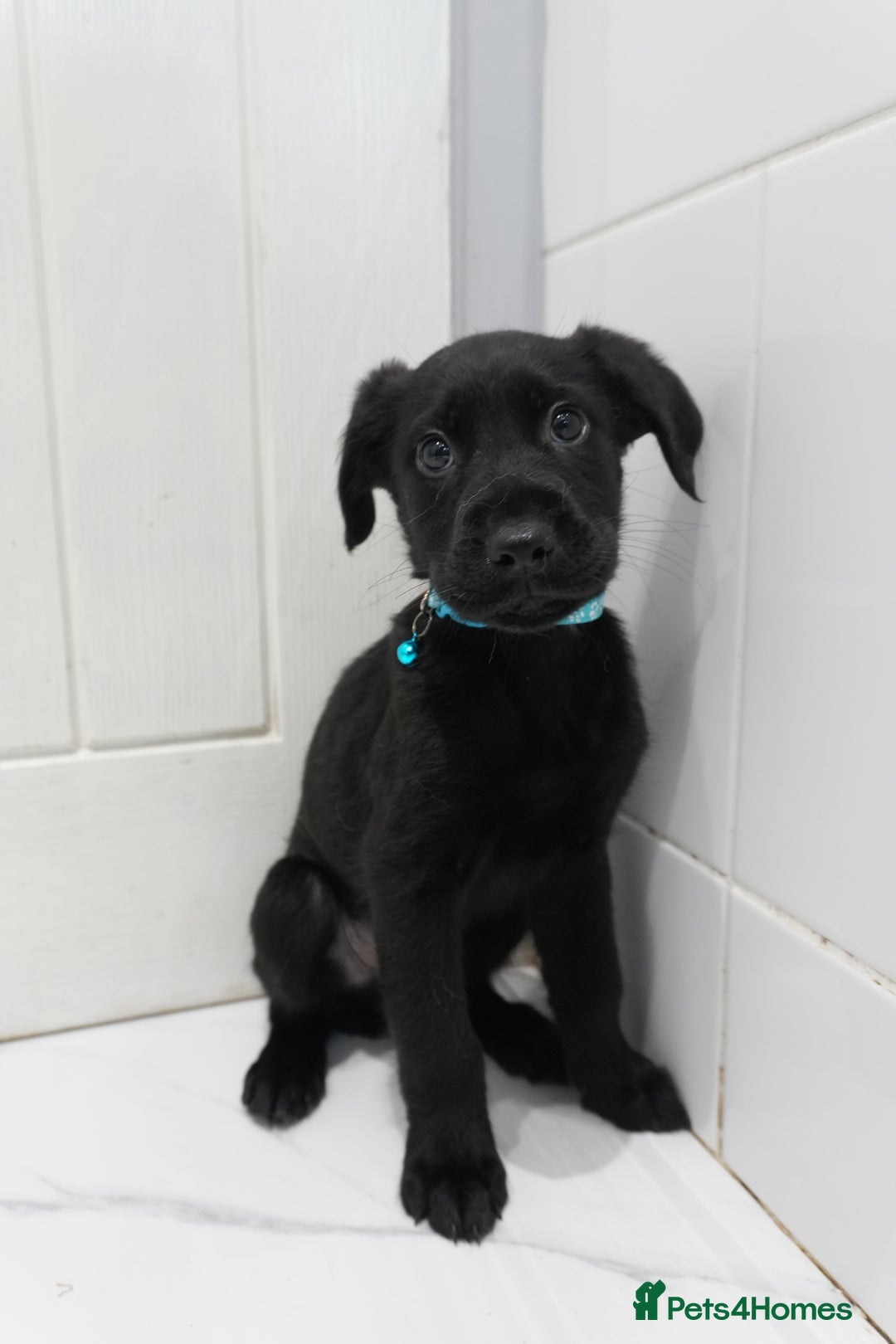 Mixed Breed dogs for sale: 2 months old - Alaskan malamute x Springardor - Image 2