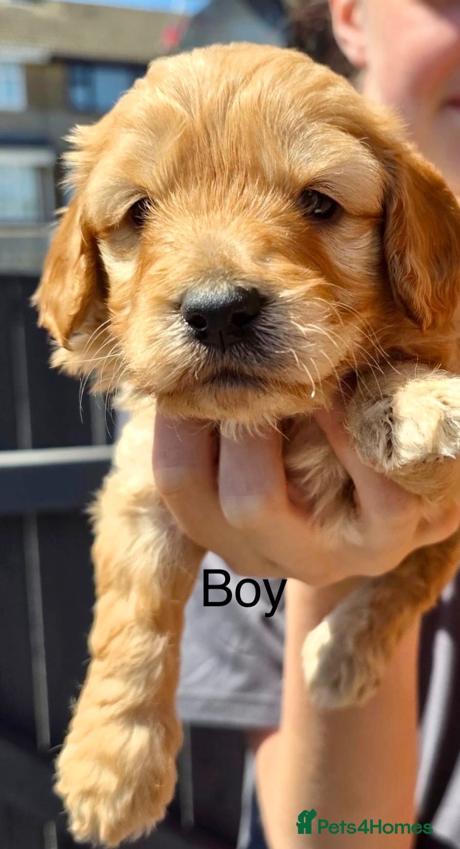 Cockapoo dogs Cockerpoo puppies  - Advert 1