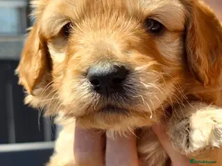 Cockapoo dogs Cockerpoo puppies - Advert 2
