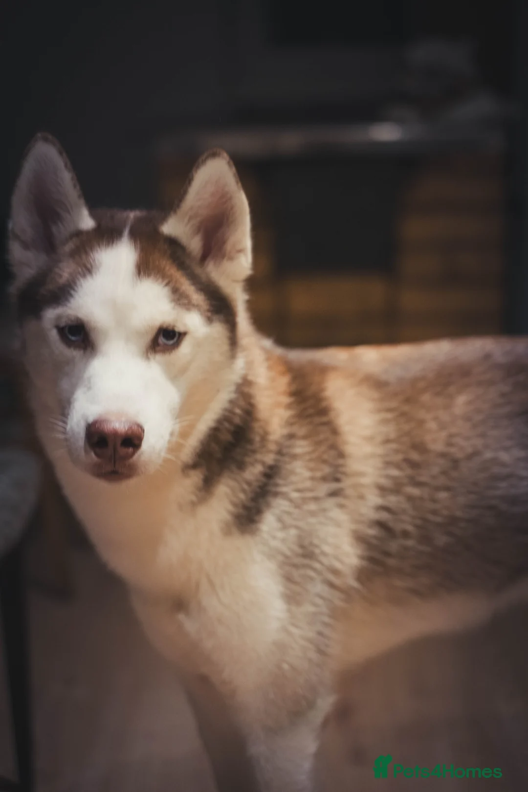 Siberian Husky dogs for stud: Imported Blue Eyed, Red & White Husky Stud in Treorchy - Advert 3