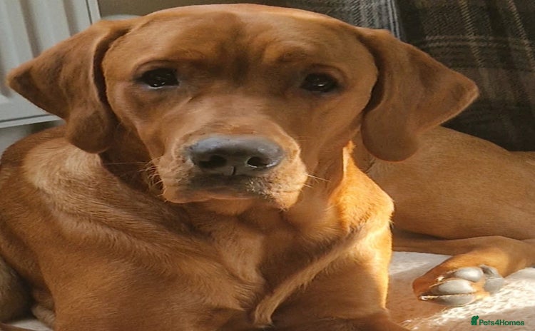 Labrador Retriever dogs - Advert 1