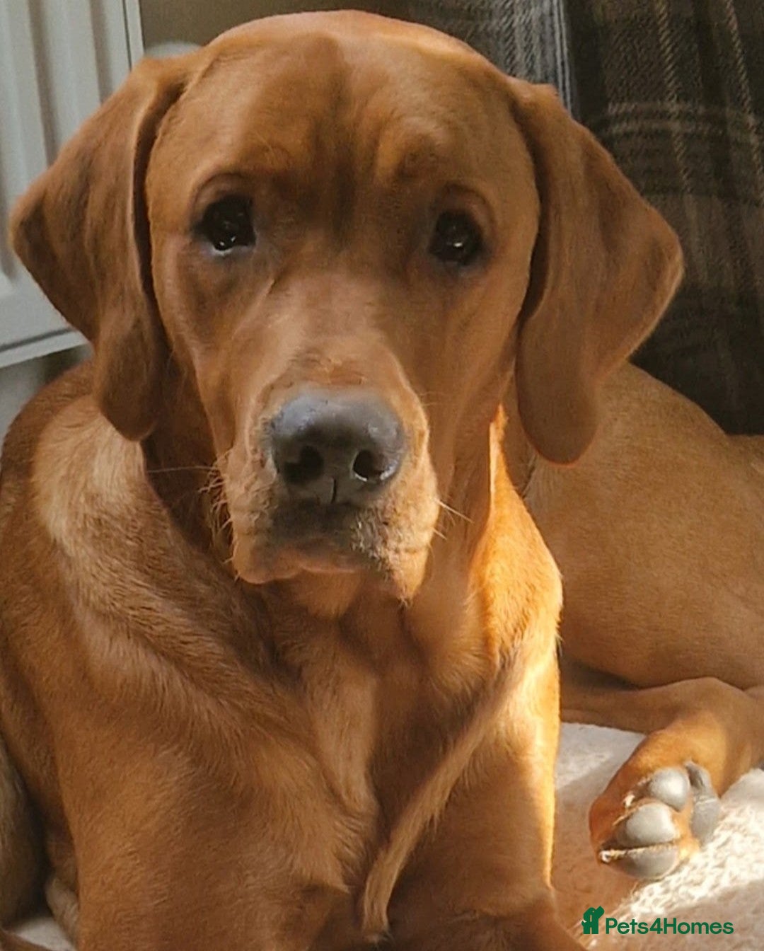 Labrador Retriever dogs for stud: Stud dog - Advert 1