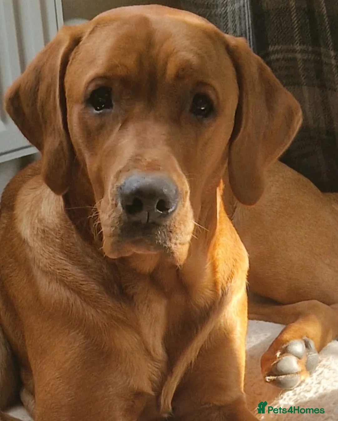 Labrador Retriever dogs for stud: Stud dog - Advert 1