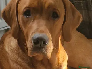 Labrador Retriever dogs Stud dog - Advert 1