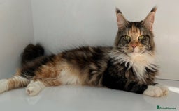 Maine Coon cats for sale: Gorgeous Registered Maine Coon Kittens  - Image 12