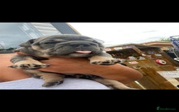 English Bulldog dogs for sale: KC REGISTERED ENGLISH BULLDOGS  - Image 30