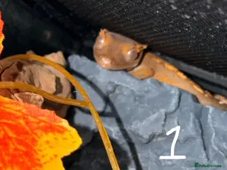 Mixed Breed reptiles Tortoises,crested geckos and corn snake - Advert 1