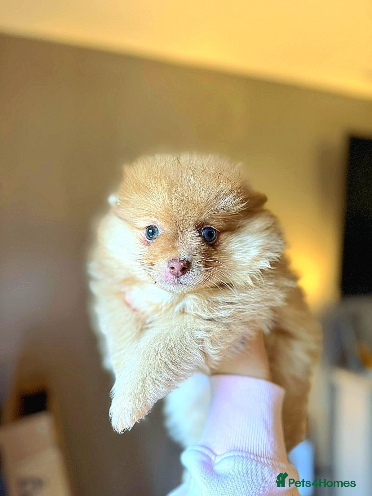 Pomeranian dogs Pomeranian Merle girl - Advert 13