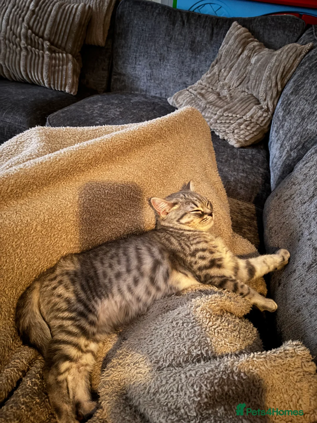 British Shorthair cats for sale: Luna the beautiful BSH - Advert 3