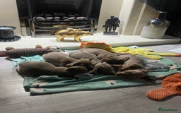 Miniature Dachshund dogs for sale: Beautiful mini dashys 💜 - Image 11