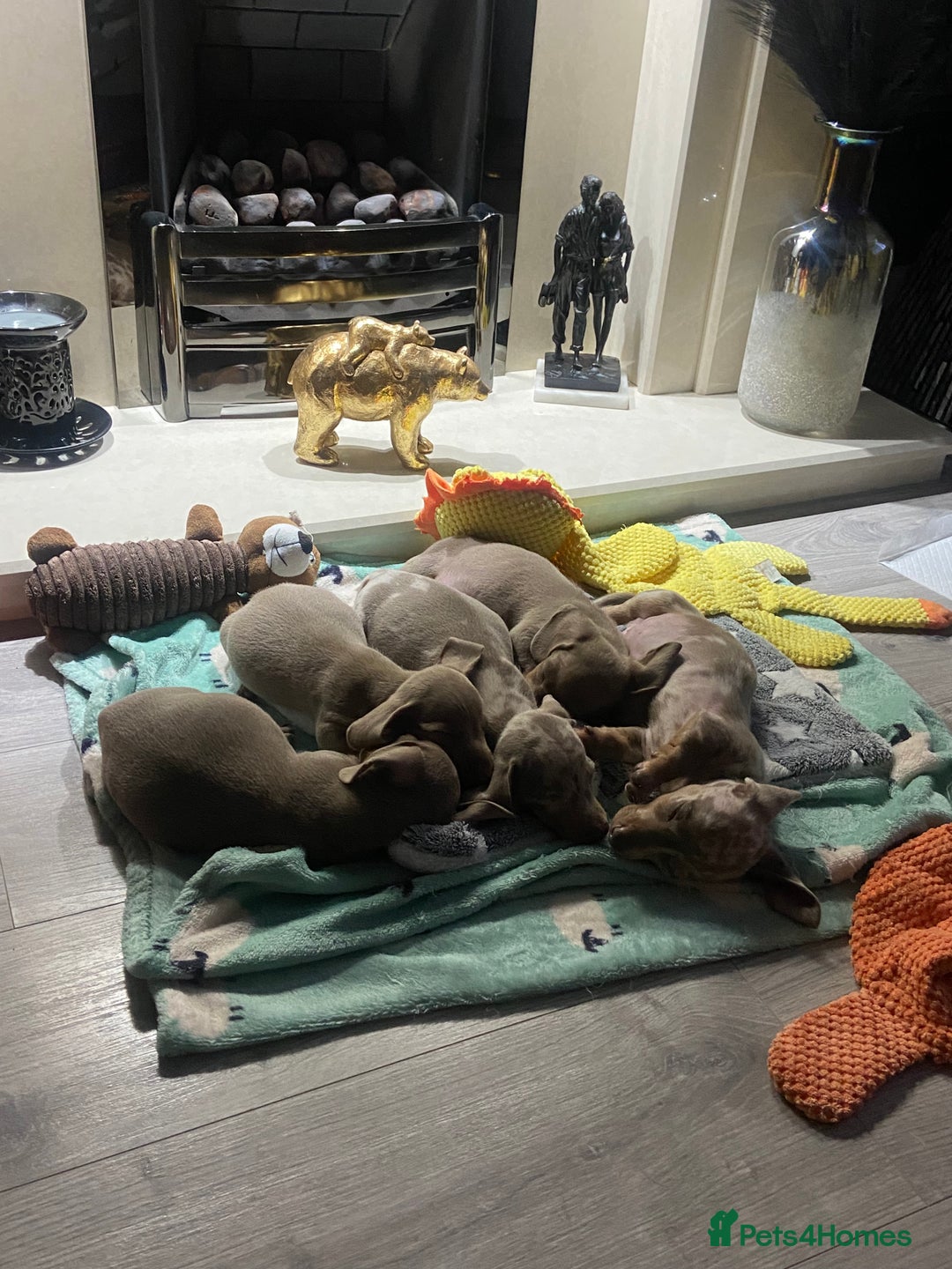 Miniature Dachshund dogs for sale: Beautiful mini dashys 💜 - Image 11