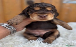 Cocker Spaniel dogs for sale: Show Cocker Spaniel pups KC reg - Image 17