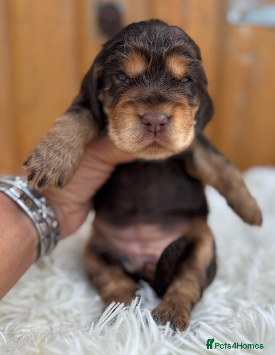 Cocker Spaniel dogs for sale: Show Cocker Spaniel pups KC reg - Image 17