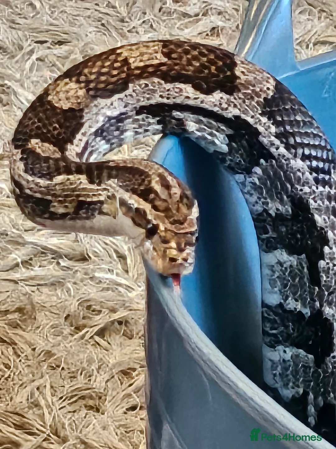 Corn Snake reptiles for sale: Corn snake - Advert 3