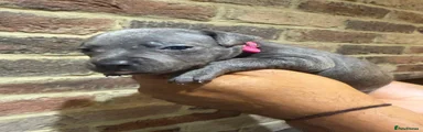 Pink Collar boy 