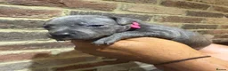Staffordshire Bull Terrier dogs for sale: KC REG STAFFORDSHIRE BULL TERRIER PUPS are HERE   - Advert 9