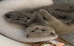 British Shorthair cats for sale: 🍩chocolate , lilac, blue , black GCCF , ready Jan - Advert 6