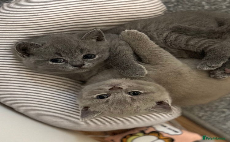 British Shorthair cats - Advert 11