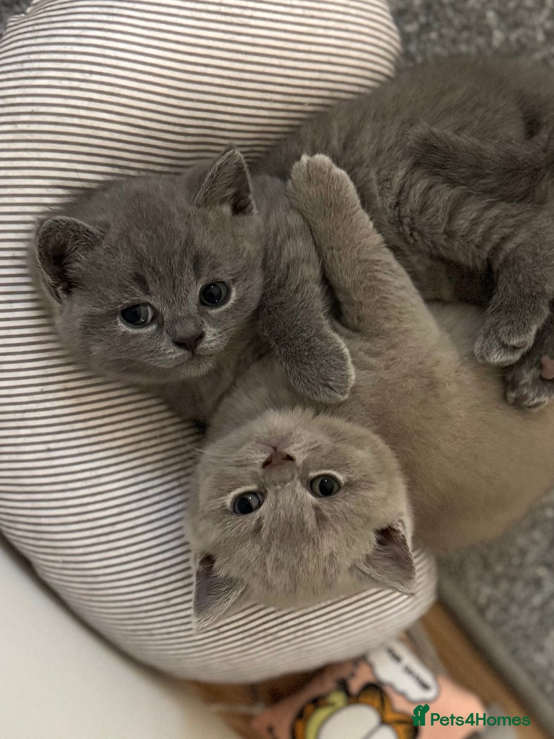 British Shorthair cats for sale: 🍩chocolate , lilac, blue , black GCCF , ready Jan - Advert 6