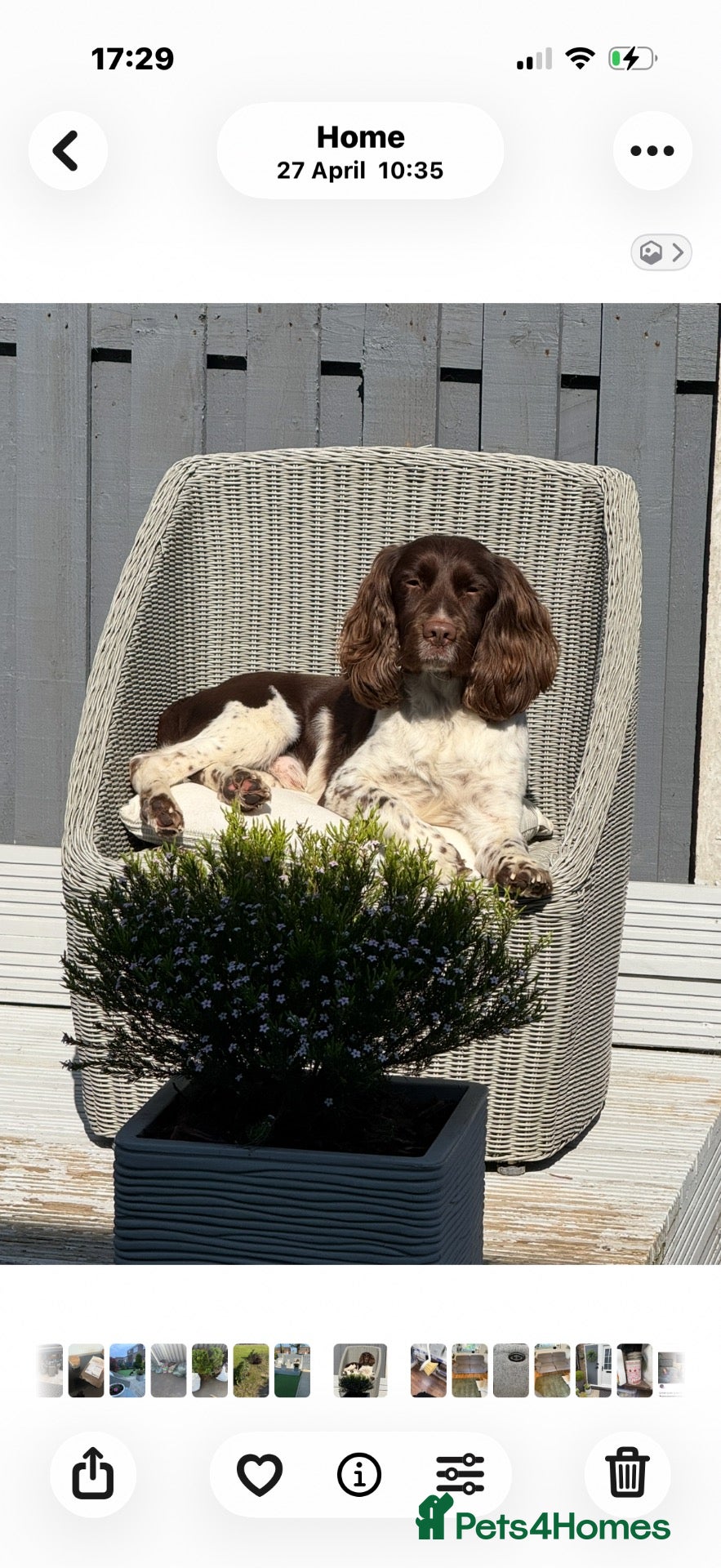 English Springer Spaniel dogs 🐶 KC 6 YEAR OLD SPRINGER SPANIEL 🐶 - Advert 1
