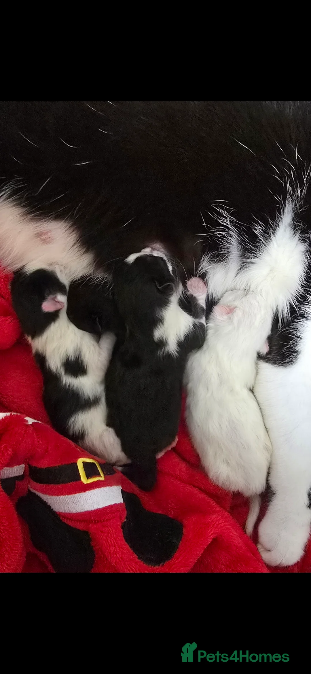 British Shorthair cats for sale: 8 week old kittens in Houghton le Spring - Advert 2