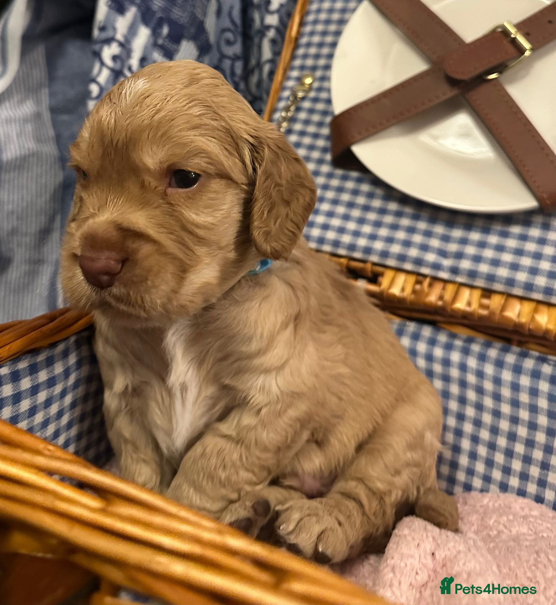 Cocker Spaniel dogs Pedigree Cocker Spaniel Puppies For Sale  - Advert 3