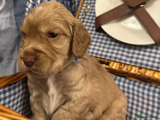 Cocker Spaniel dogs Pedigree Cocker Spaniel Puppies For Sale - Advert 4