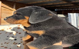 Rottweiler dogs for sale: Stunning chunky Rottweiler puppies - Image 14