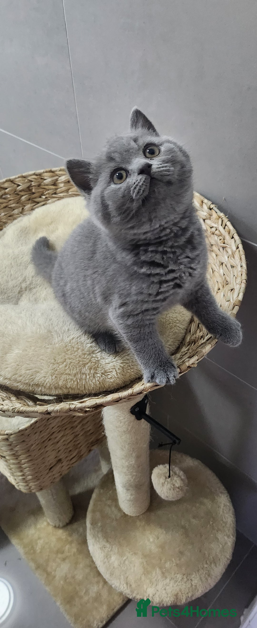 British Shorthair cats for sale: British shorthire  kittens - Image 3