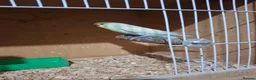 Budgerigars birds for sale: Male budgies  - Advert 4