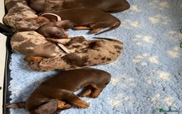 Miniature Dachshund dogs for sale: Mini Smooth Choc/Dapple & Choc/Tan Dachshund Pups - Image 4