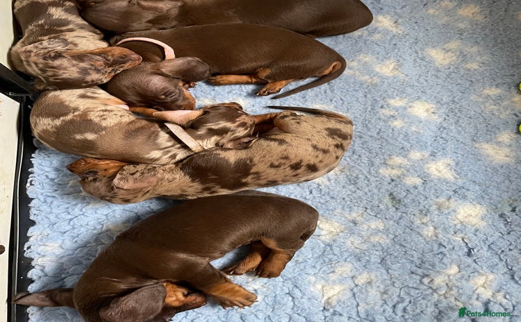Miniature Dachshund dogs - Advert 15