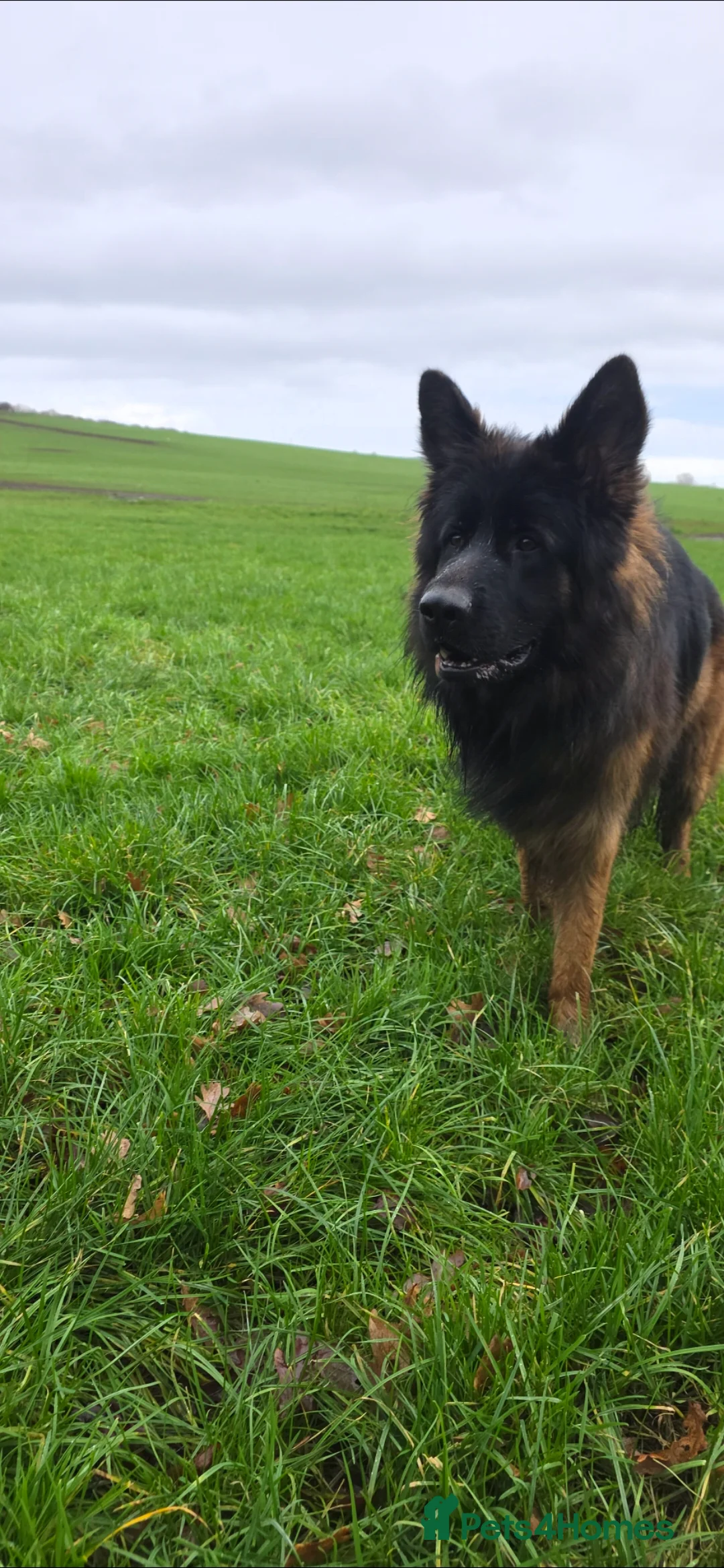 German Shepherd dogs for stud: German shepherd for STUD - Advert 6