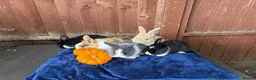 French Lop rabbits for sale: 5 Beautiful French lops  - Advert 7