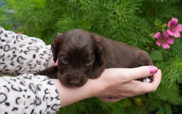 Cocker Spaniel dogs for sale: 4 male KC working cocker spaniel puppies - Image 16