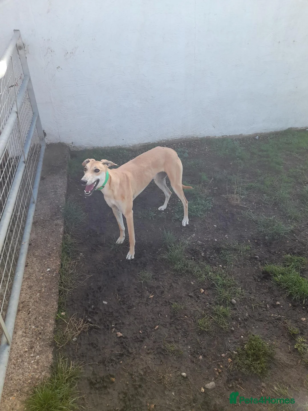 Greyhound dogs for sale: FAWN GREYHOUND BITCH - Advert 1