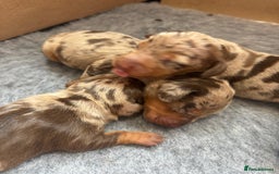 Miniature Dachshund dogs for sale: Only 4 left! Adorable Mini Dachshund Puppies 🐾🐶 - Image 26