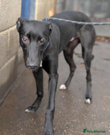 Lurcher dogs BERT, young male lurcher in rescue - Advert 13