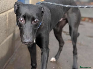 Lurcher dogs BERT, young male lurcher in rescue - Advert 1