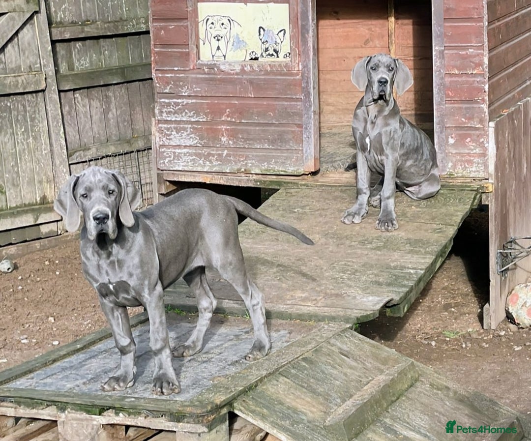 Great Dane dogs for sale: Beautiful Great Dane Girls  - Advert 2