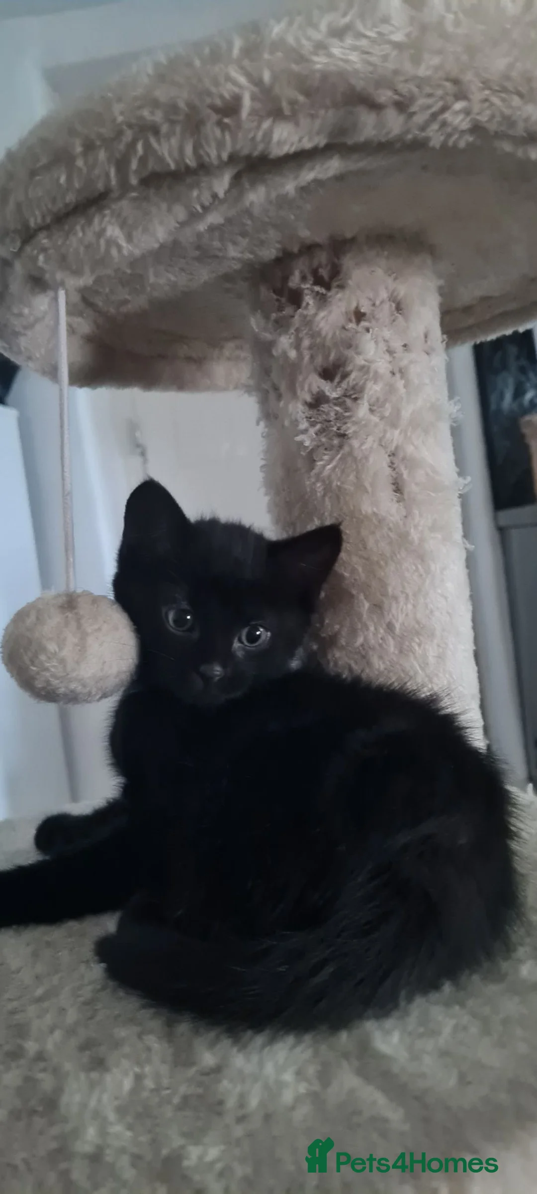 Mixed Breed cats for sale: 3 cute kittens (male) in Plymouth - Advert 2