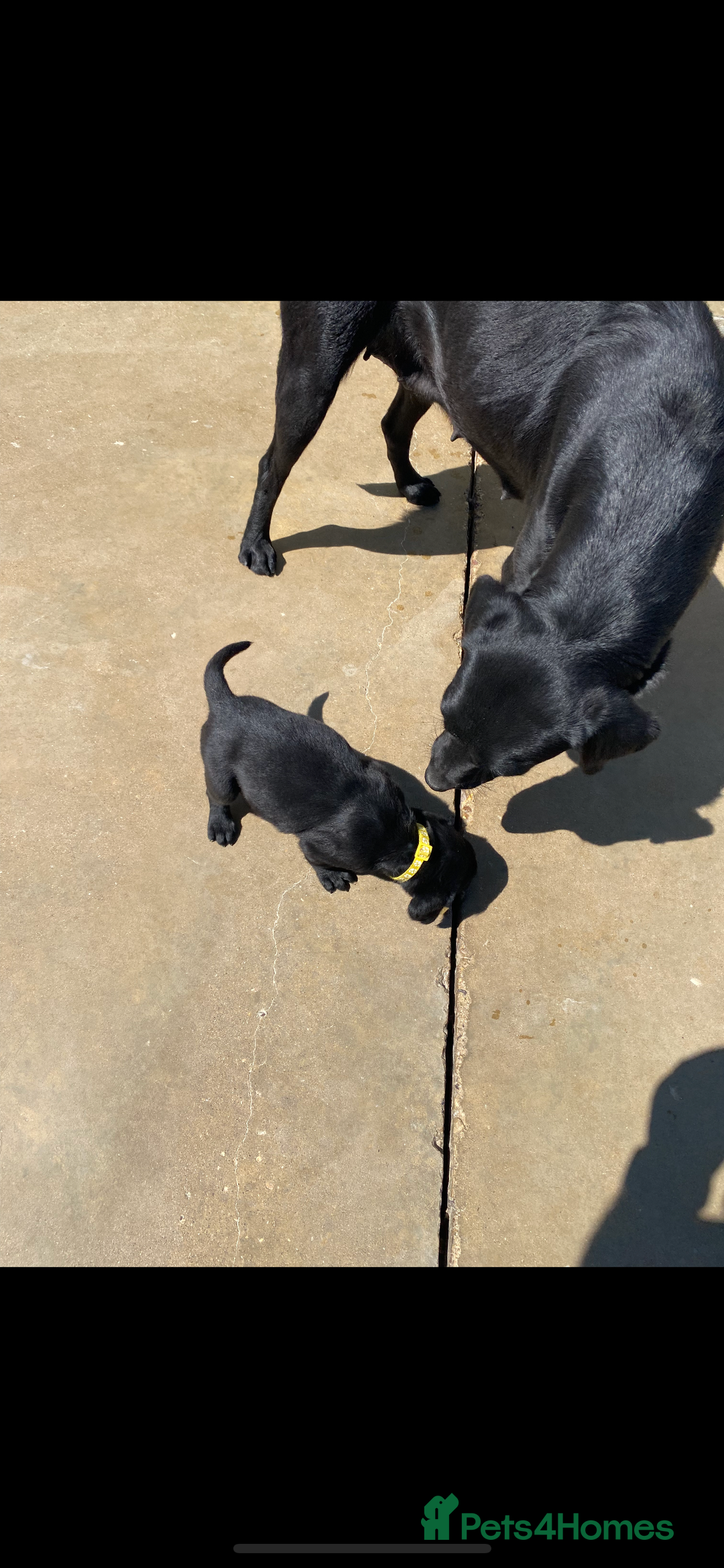Cockerdor dogs for sale: Quality litter of cockerdors Blacks £450 Gold £550 - Image 7