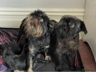 Griffon Bruxellois dogs Beautiful Rough coated Brussels Griffons - Advert 1