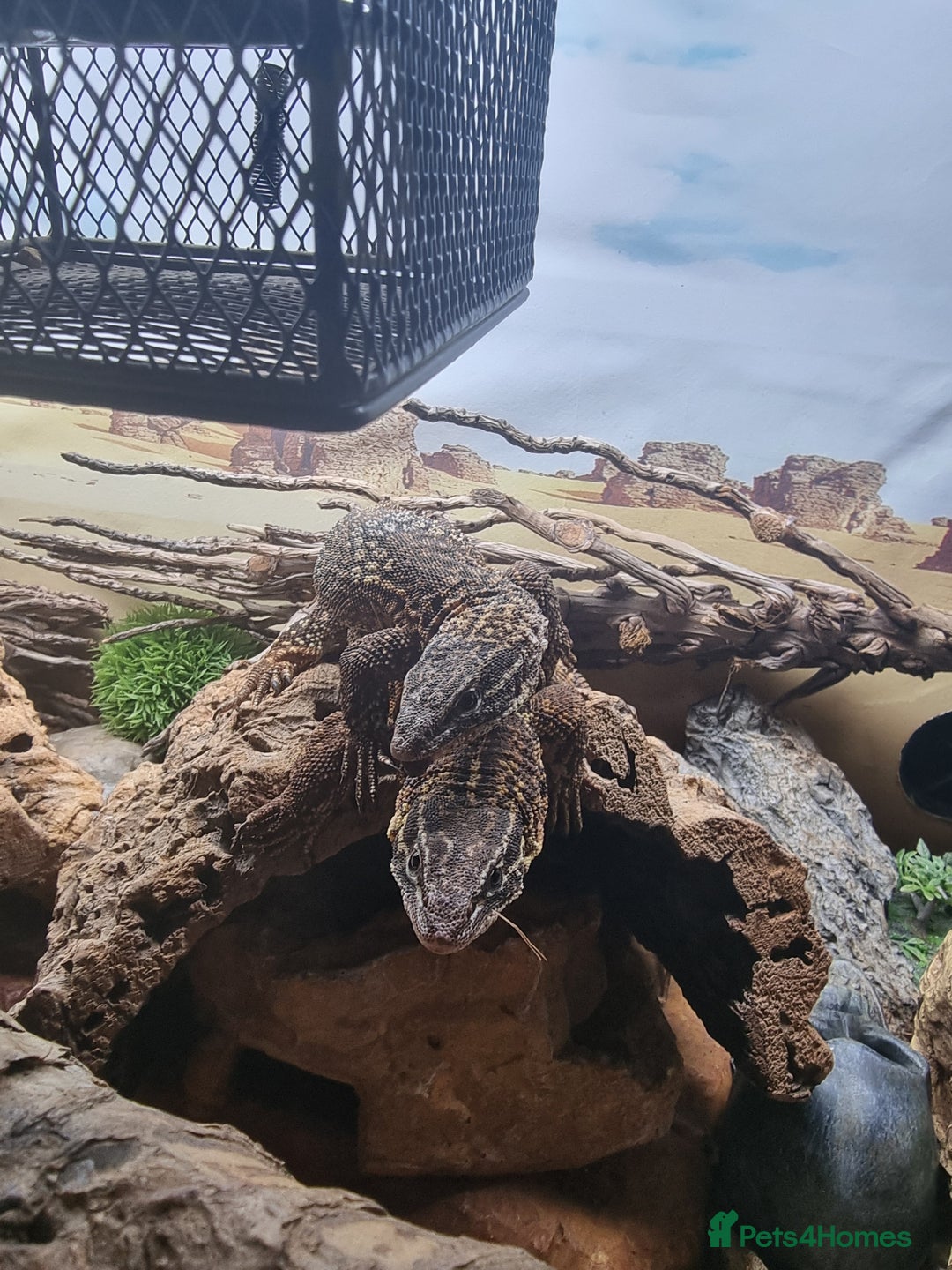 Monitor reptiles for sale: Two yellow ring spiny tailed ackies, and vivarium - Advert 2