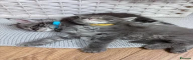 Maine Coon 5