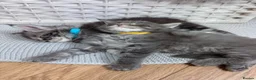 Maine Coon cats for sale: ✨7 Gorgeous Pure Breed Maine Coon Kittens✨ - Advert 32