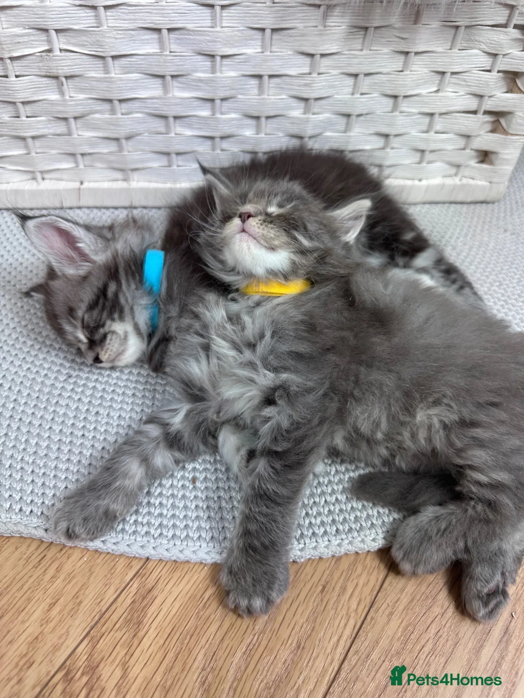 Maine Coon cats for sale: ✨5 Gorgeous Pure Breed Maine Coon Kittens✨ - Advert 40