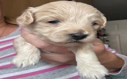 Maltipoo dogs for sale: Maltipoo puppies - Image 3